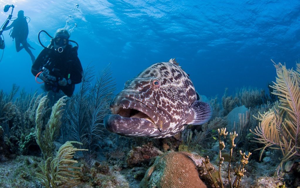 snorkeling