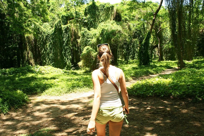 forest